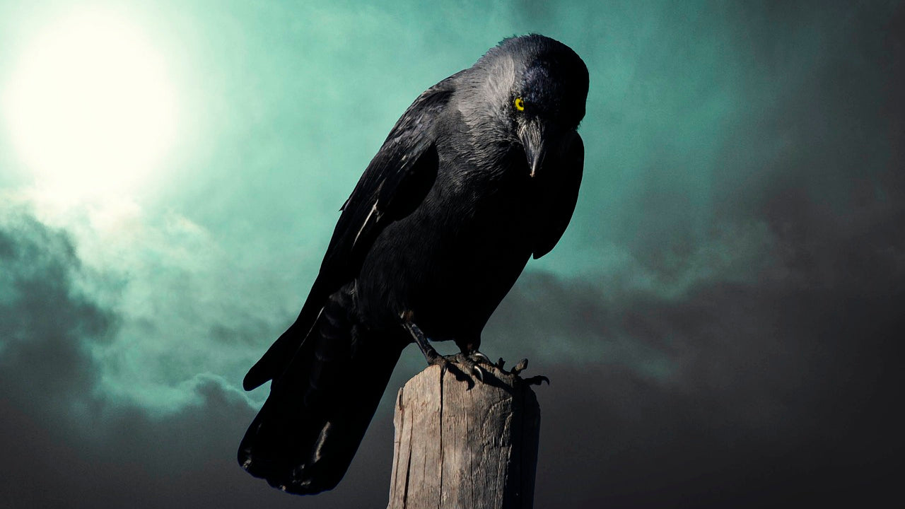 Quelle est la symbolique du corbeau comme animal totem ?