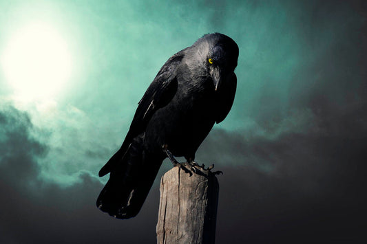 What is the symbolism of the raven as a totem animal?