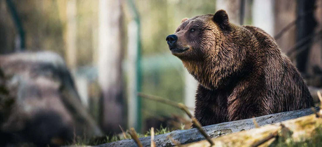 What is the symbolism of the bear as a totem animal ? – Runes de Chêne