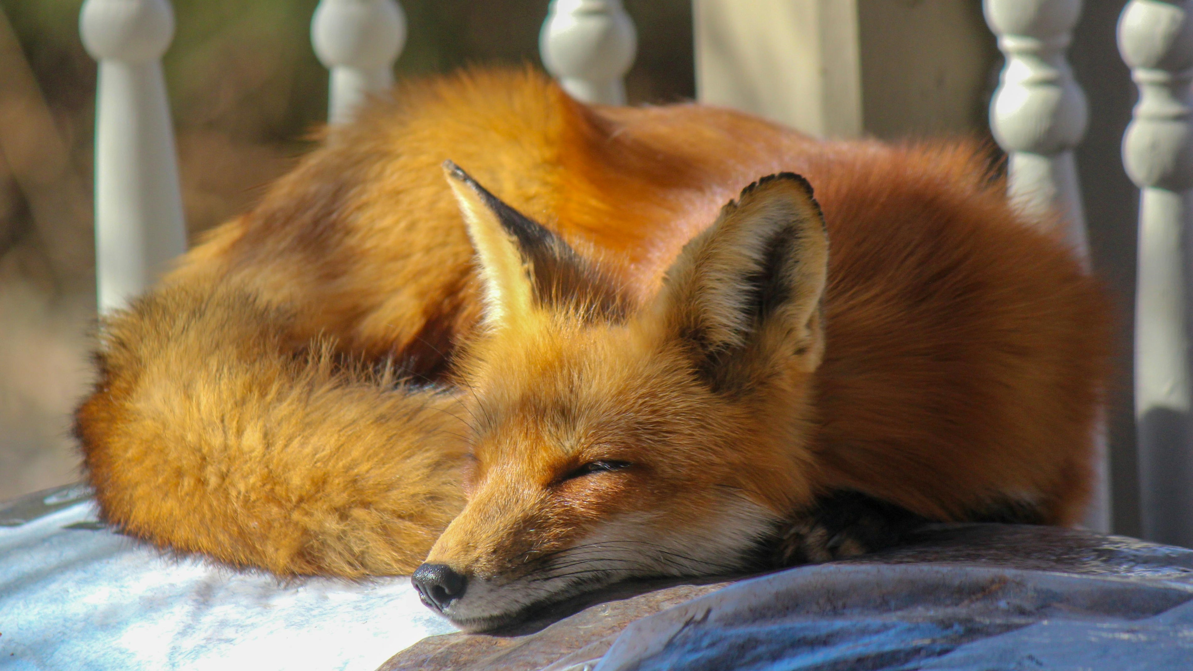 What is the incredible symbolism of the fox as an animal guide ?