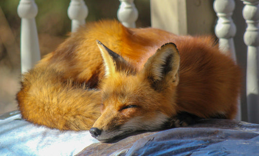 What is the incredible symbolism of the fox as an animal guide ?