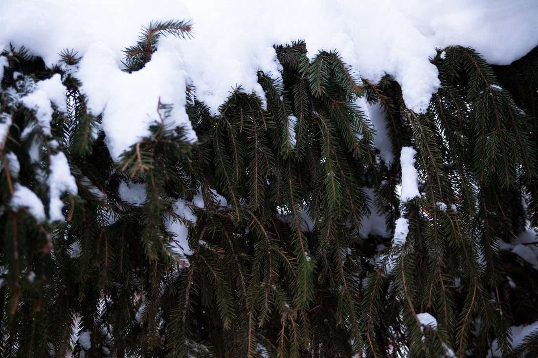 Image de branches de sapins enneigé symbolisant Yule